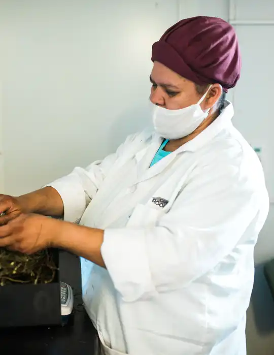 Cape Rooibos quality control
